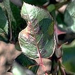 Powdery Mildew