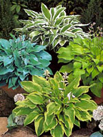 Hosta