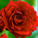 Rosa 'Paint the Town'