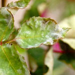 Powdery Mildew
