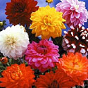 Dahlias