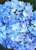 Endless Summer Hydrangea