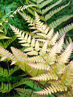 Ferns