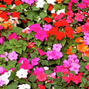 Impatiens