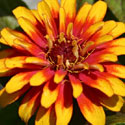 Zinnia