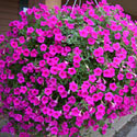 Hanging Basket