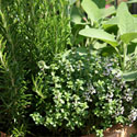 Herbs