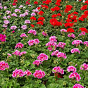 Geraniums