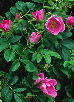 Rosa rugosa
