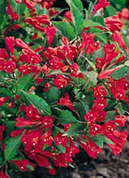 Weigela 'Red Prince'