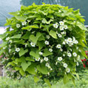 Coco Hanging Basket
