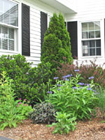 Foundation Planting