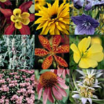 Perennials