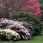 Shrubs