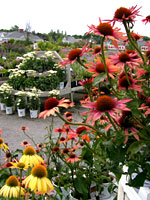 Perennial Yard