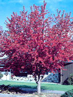Crabapple Tree Crabapple Tree