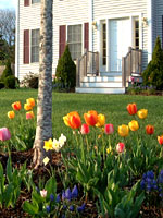 Front Yard Front Yard
