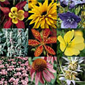 Perennials