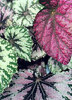 Rex Begonias