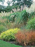 Ornamental Grasses
