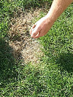 Overseeding a Lawn