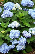 Endless Summer Hydrangea