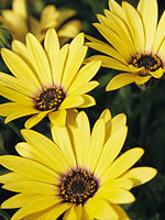 Lemon Symphony Osteospermum