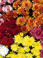 Garden Mums