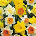 Daffodils