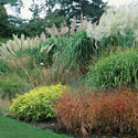 Ornamental Grasses
