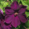 Clematis 'Gypsy Queen'