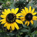Rudbeckia 'Early Bird Gold'