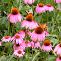 Echinacea 'Kim's Knee High'