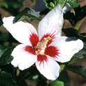 Hibiscus 'Lil Kim'