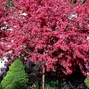Malus 'Prairifire'