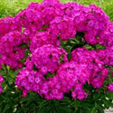 Volcano Phlox
