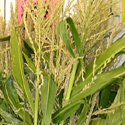 Corn Stalks