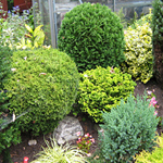 Dwarf Conifers