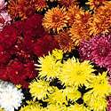 Garden Mums