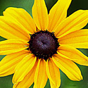 Rudbeckia 'Indian Summer'