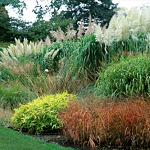 Ornamental Grasses