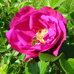 Rosa Rugosa