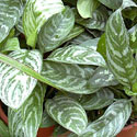 Aglaonema