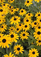 Rudbeckia