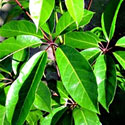 Umbrella Tree