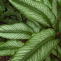 Peacock Plant
