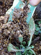 Dead Plants