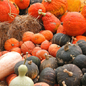 Pumpkins and Gourds