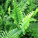 Australian Sword Fern