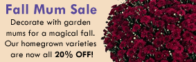 Fall Mum Sale